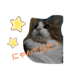 ケイト＆にゃんトラのにゃんにゃんLifE（個別スタンプ：36）