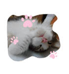 ケイト＆にゃんトラのにゃんにゃんLifE（個別スタンプ：39）