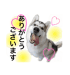 アニマルホープ スタンプ（個別スタンプ：1）