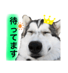 アニマルホープ スタンプ（個別スタンプ：4）