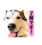 アニマルホープ スタンプ（個別スタンプ：5）