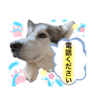 アニマルホープ スタンプ（個別スタンプ：11）
