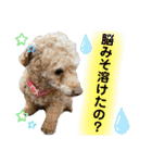 アニマルホープ スタンプ（個別スタンプ：21）