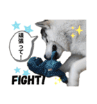アニマルホープ スタンプ（個別スタンプ：27）