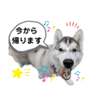 アニマルホープ スタンプ（個別スタンプ：31）