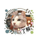 ミミ太郎と仲間たち（個別スタンプ：10）