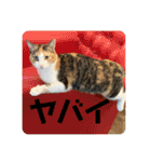 ミミ太郎と、、、（個別スタンプ：1）