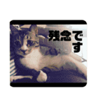 ミミ太郎と、、、（個別スタンプ：15）