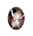 ミミ太郎と、、、（個別スタンプ：16）
