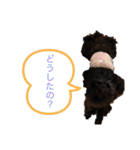 トイプードルの1日、。（個別スタンプ：3）