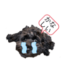 トイプードルの1日、。（個別スタンプ：5）