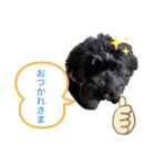 トイプードルの1日、。（個別スタンプ：12）