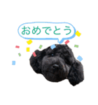 トイプードルの1日、。（個別スタンプ：16）