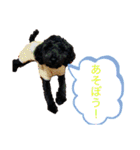 トイプードルの1日、。（個別スタンプ：17）