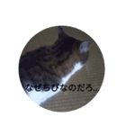 ちび猫のスタンプ！（個別スタンプ：5）