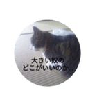 ちび猫のスタンプ！（個別スタンプ：6）