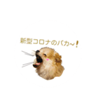 新型コロナ 我が家 犬（個別スタンプ：4）