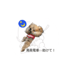 新型コロナ 我が家 犬（個別スタンプ：6）