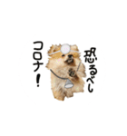 新型コロナ 我が家 犬（個別スタンプ：8）