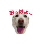 愛しの風太と虎太郎と愉快な仲間たち（個別スタンプ：1）