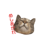 愛しの風太と虎太郎と愉快な仲間たち（個別スタンプ：3）