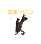愛しの風太と虎太郎と愉快な仲間たち（個別スタンプ：4）