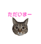 愛しの風太と虎太郎と愉快な仲間たち（個別スタンプ：10）