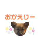 愛しの風太と虎太郎と愉快な仲間たち（個別スタンプ：11）