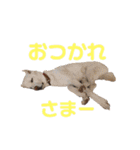 愛しの風太と虎太郎と愉快な仲間たち（個別スタンプ：12）