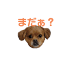 愛しの風太と虎太郎と愉快な仲間たち（個別スタンプ：13）
