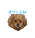 愛しの風太と虎太郎と愉快な仲間たち（個別スタンプ：15）