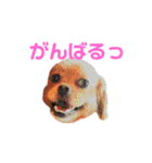 愛しの風太と虎太郎と愉快な仲間たち（個別スタンプ：17）