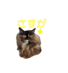 愛しの風太と虎太郎と愉快な仲間たち（個別スタンプ：23）