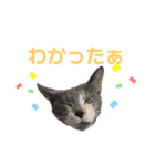 愛しの風太と虎太郎と愉快な仲間たち（個別スタンプ：26）