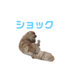 愛しの風太と虎太郎と愉快な仲間たち（個別スタンプ：31）