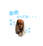 愛しの風太と虎太郎と愉快な仲間たち（個別スタンプ：40）