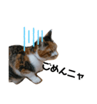 ミクねこ（個別スタンプ：1）