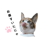 ミクねこ（個別スタンプ：2）