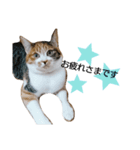ミクねこ（個別スタンプ：3）
