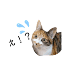 ミクねこ（個別スタンプ：4）