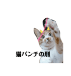 ミクねこ（個別スタンプ：5）