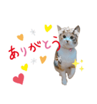 ミクねこ（個別スタンプ：6）