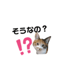 ミクねこ（個別スタンプ：7）