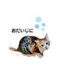 ミクねこ（個別スタンプ：8）