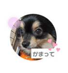 麦ちゃん♡2（個別スタンプ：2）