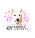 北海道犬×ふせん メッセージスタンプ♡（個別スタンプ：1）