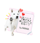 北海道犬×ふせん メッセージスタンプ♡（個別スタンプ：3）