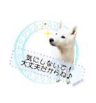 北海道犬×ふせん メッセージスタンプ♡（個別スタンプ：5）
