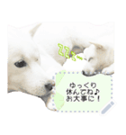 北海道犬×ふせん メッセージスタンプ♡（個別スタンプ：7）