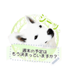 北海道犬×ふせん メッセージスタンプ♡（個別スタンプ：8）